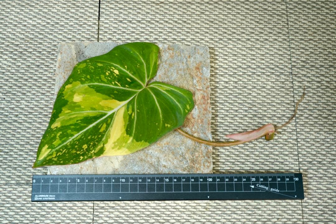 【12/4写真追加】フィロデンドロン グロリオーサム トリカラー