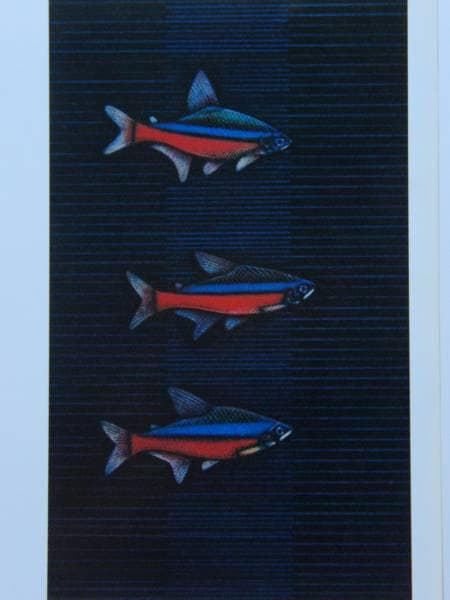 加山又造、テトラ、希少画集画、新品額装、状態良好