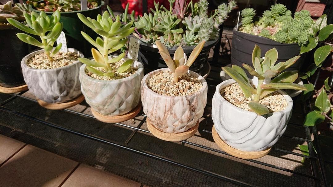 陶器製 マーブル模様 ミニ植物適用 2号鉢 4点入り 植木鉢 多肉植物鉢