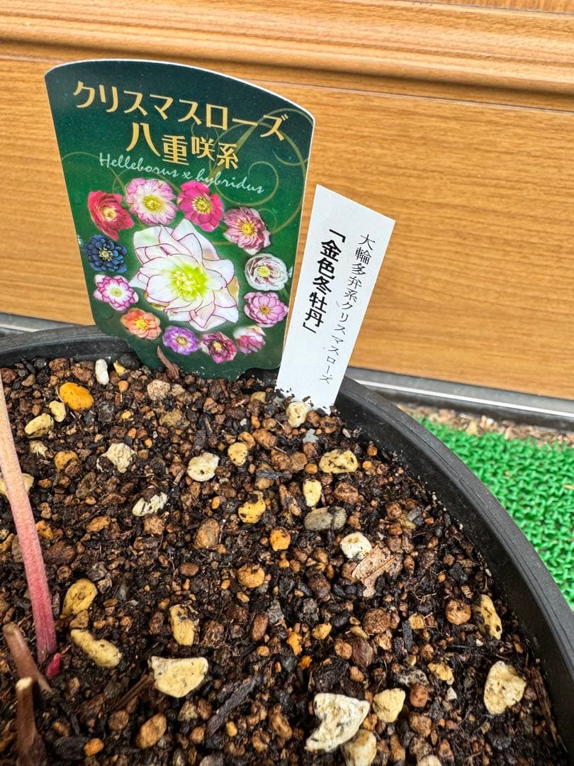 も*子様 クリスマスローズ 曽田園芸 大輪多弁系　「金色冬牡丹」　開花株