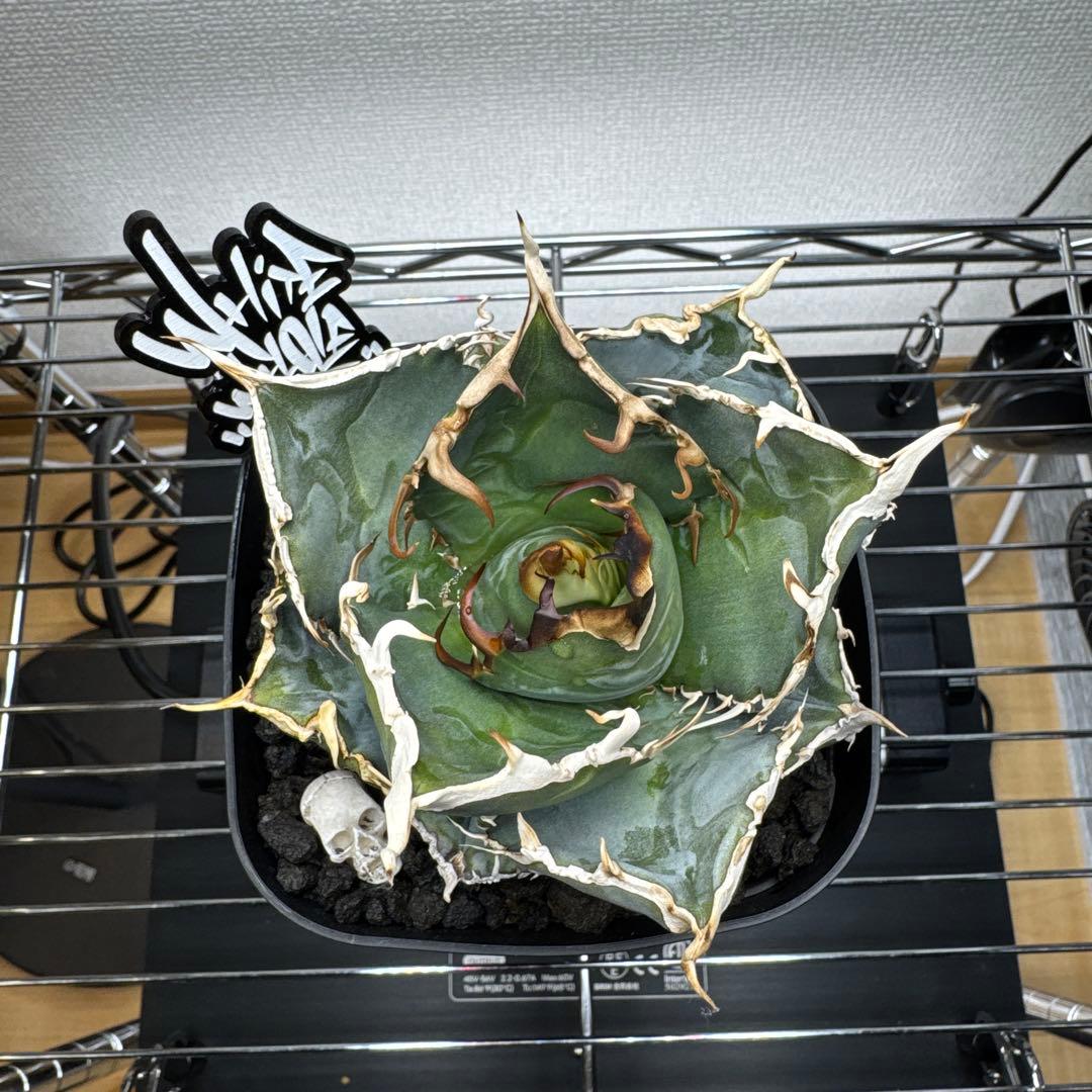 アガベ　白鯨　超ロング鋸歯