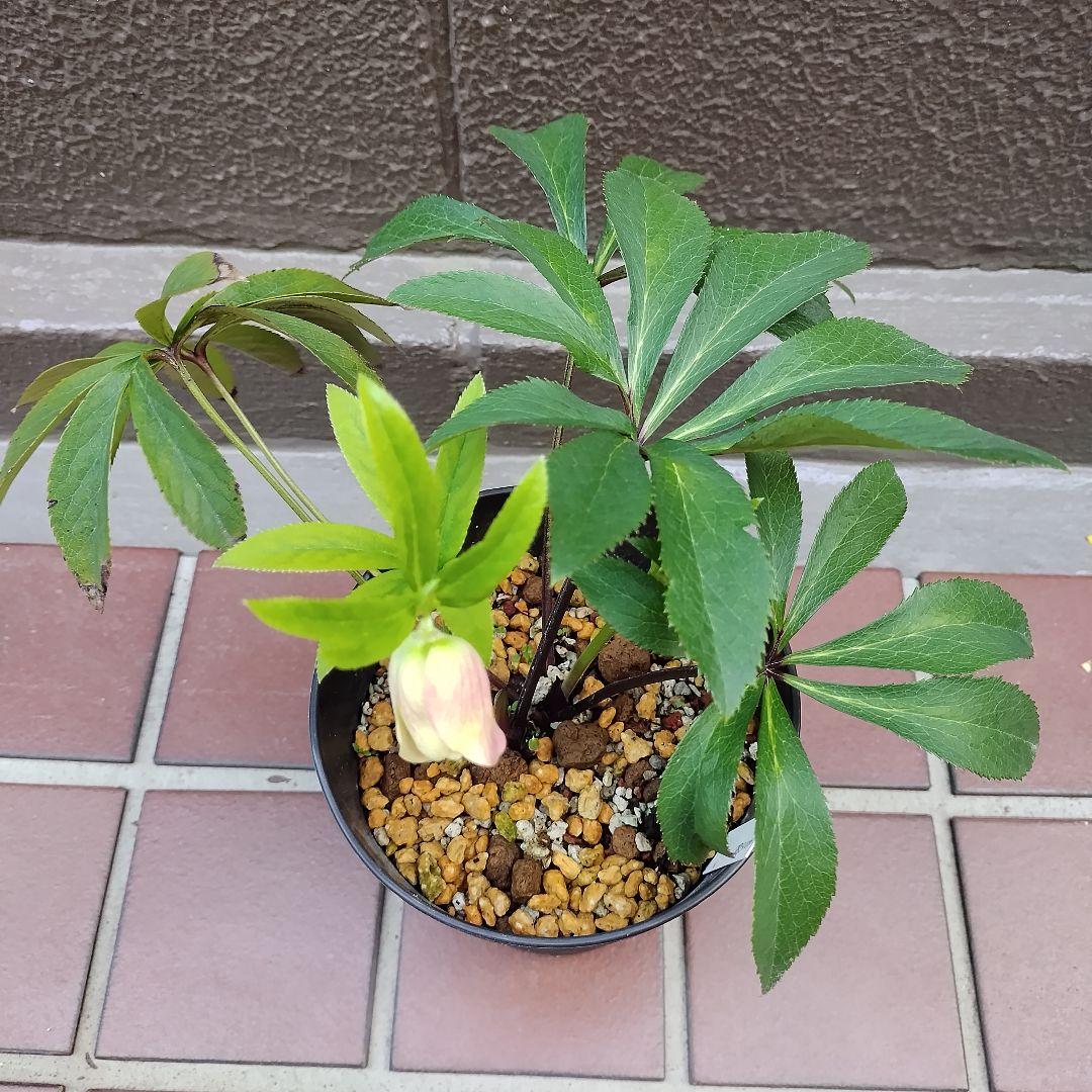 ショコラ様ご提案用ページ