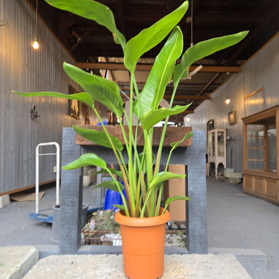 ②　ストレリチアオーガスタ　8号　３株植え　特大苗木最高等級極上品‼️