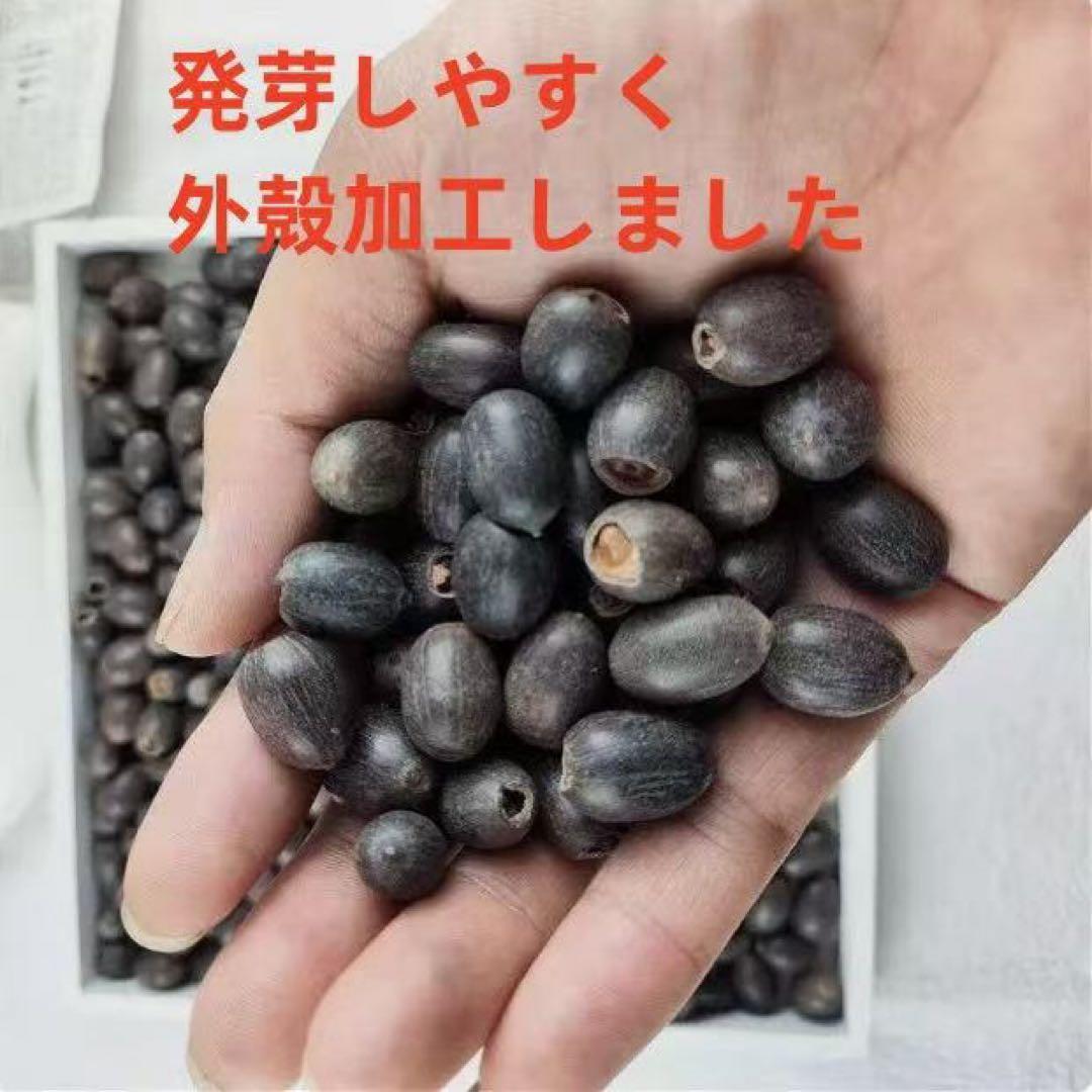 ミニハスの種　茶碗蓮　ハスの種　屋内外植付け可能　蓮の種　200粒入り
