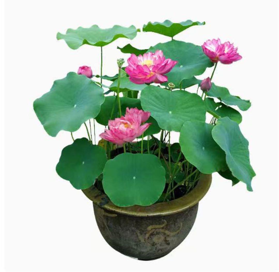 ミニハスの種　茶碗蓮　ハスの種　屋内外植付け可能　蓮の種　200粒入り