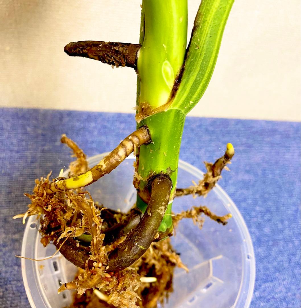 極太茎2㎝／大葉29㎝ ／脇芽・成長点有 イエローマリリン モンステラ 班入り㉟