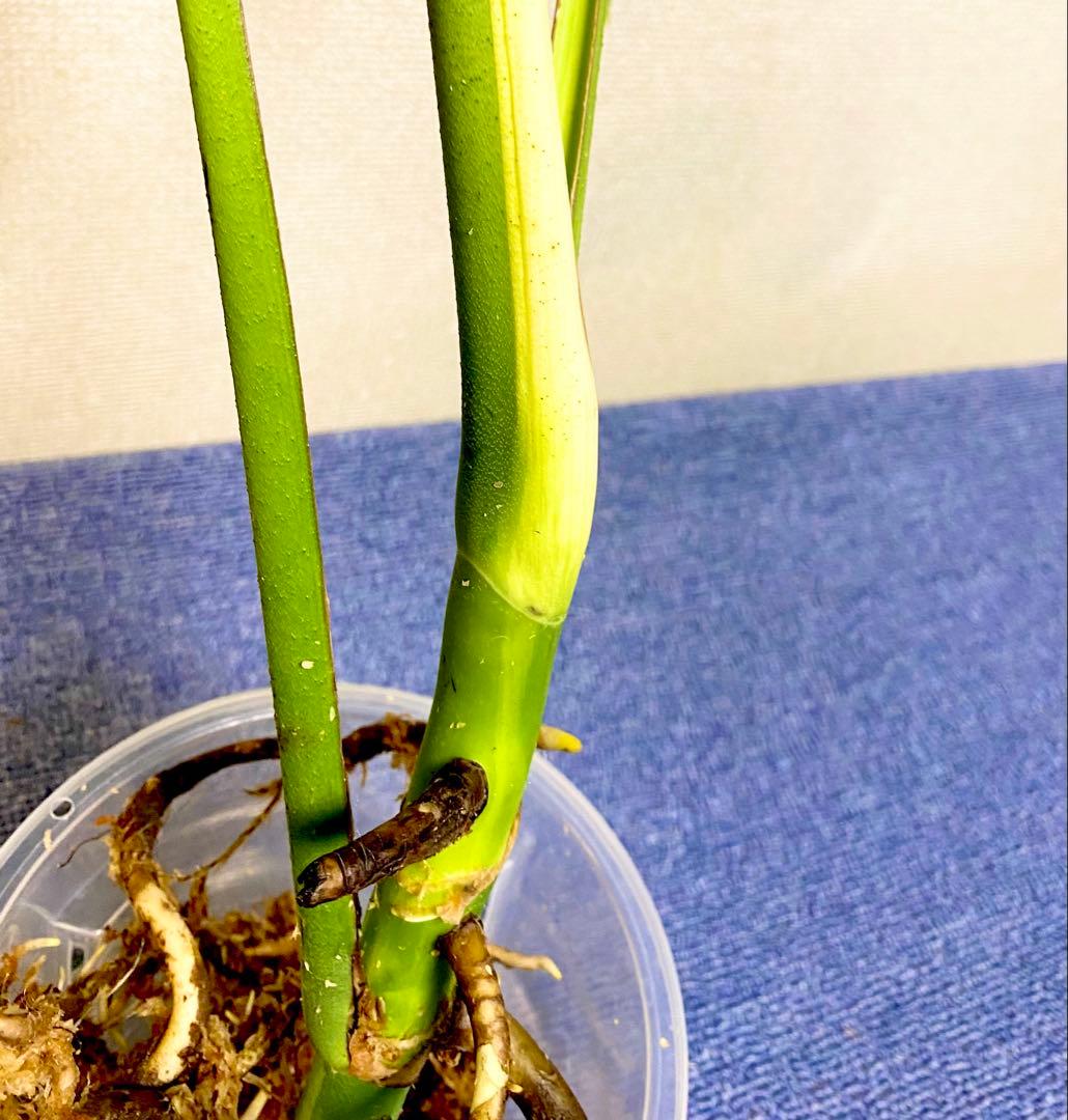 極太茎2㎝／大葉29㎝ ／脇芽・成長点有 イエローマリリン モンステラ 班入り㉟