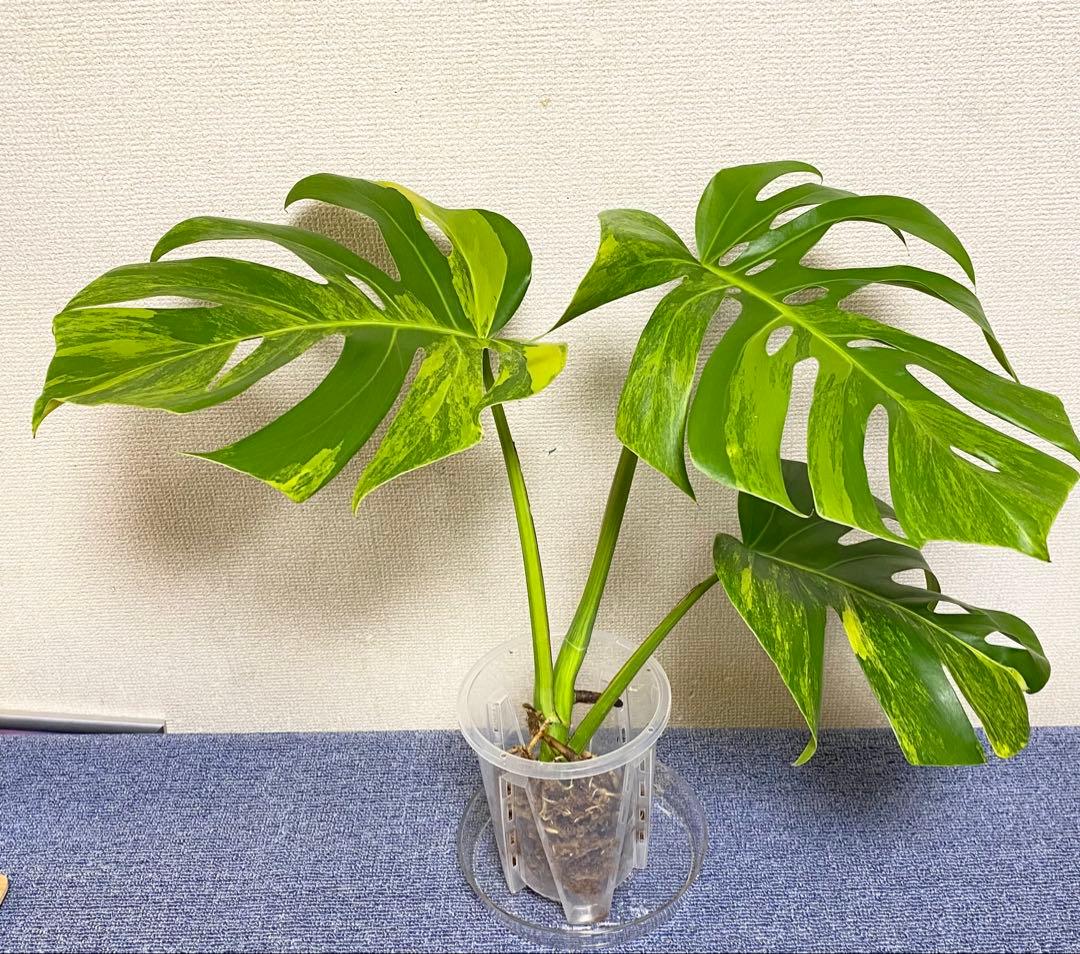 極太茎2㎝／大葉29㎝ ／脇芽・成長点有 イエローマリリン モンステラ 班入り㉟