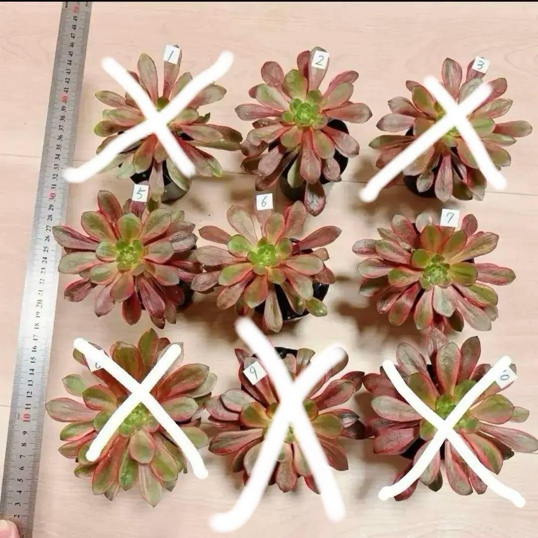 多肉植物アエオニウム錦❤️ ブードゥー糸引き錦 ❤️1大頭14-16cm拔き苗