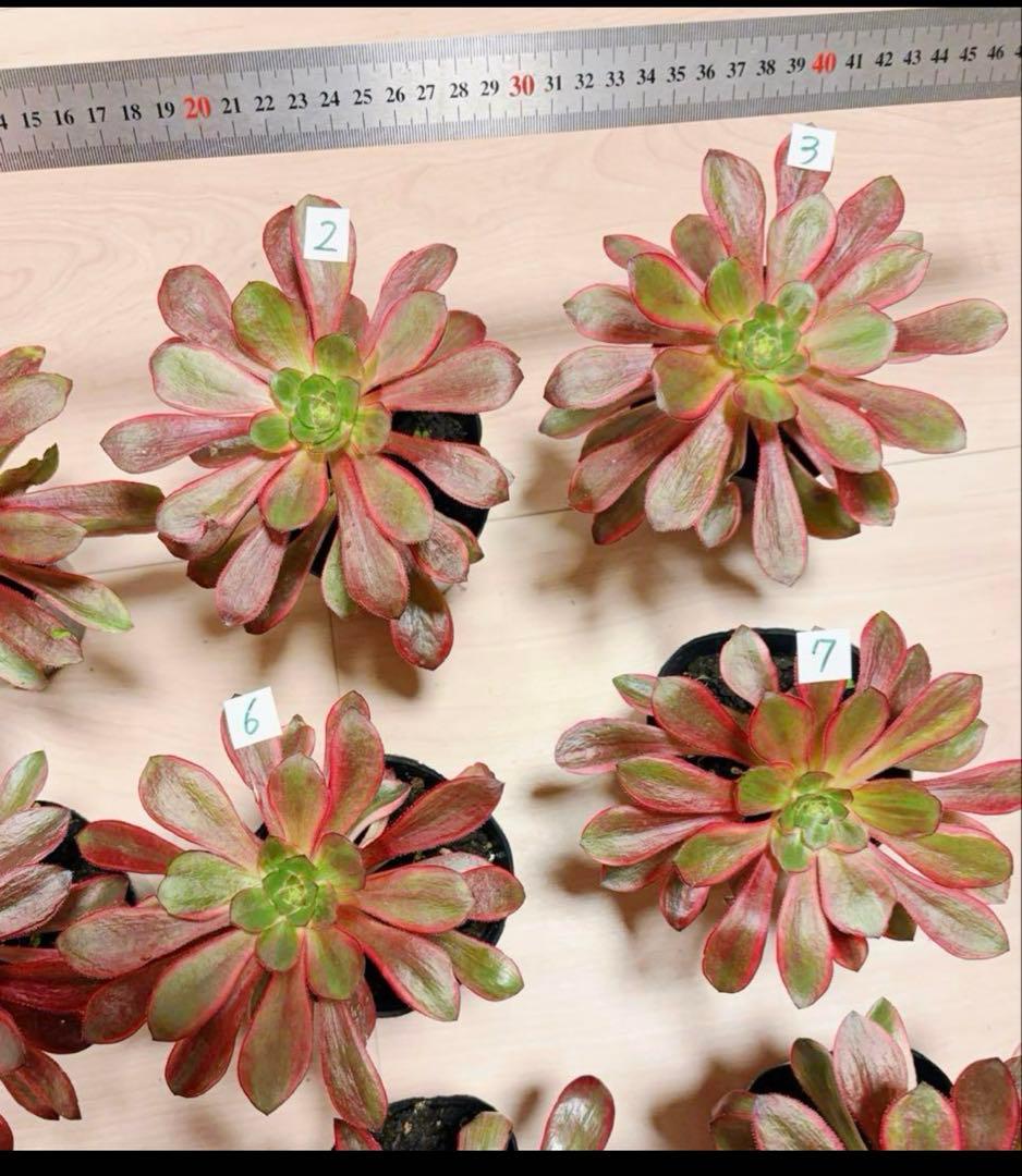 多肉植物アエオニウム錦❤️ ブードゥー糸引き錦 ❤️1大頭14-16cm拔き苗
