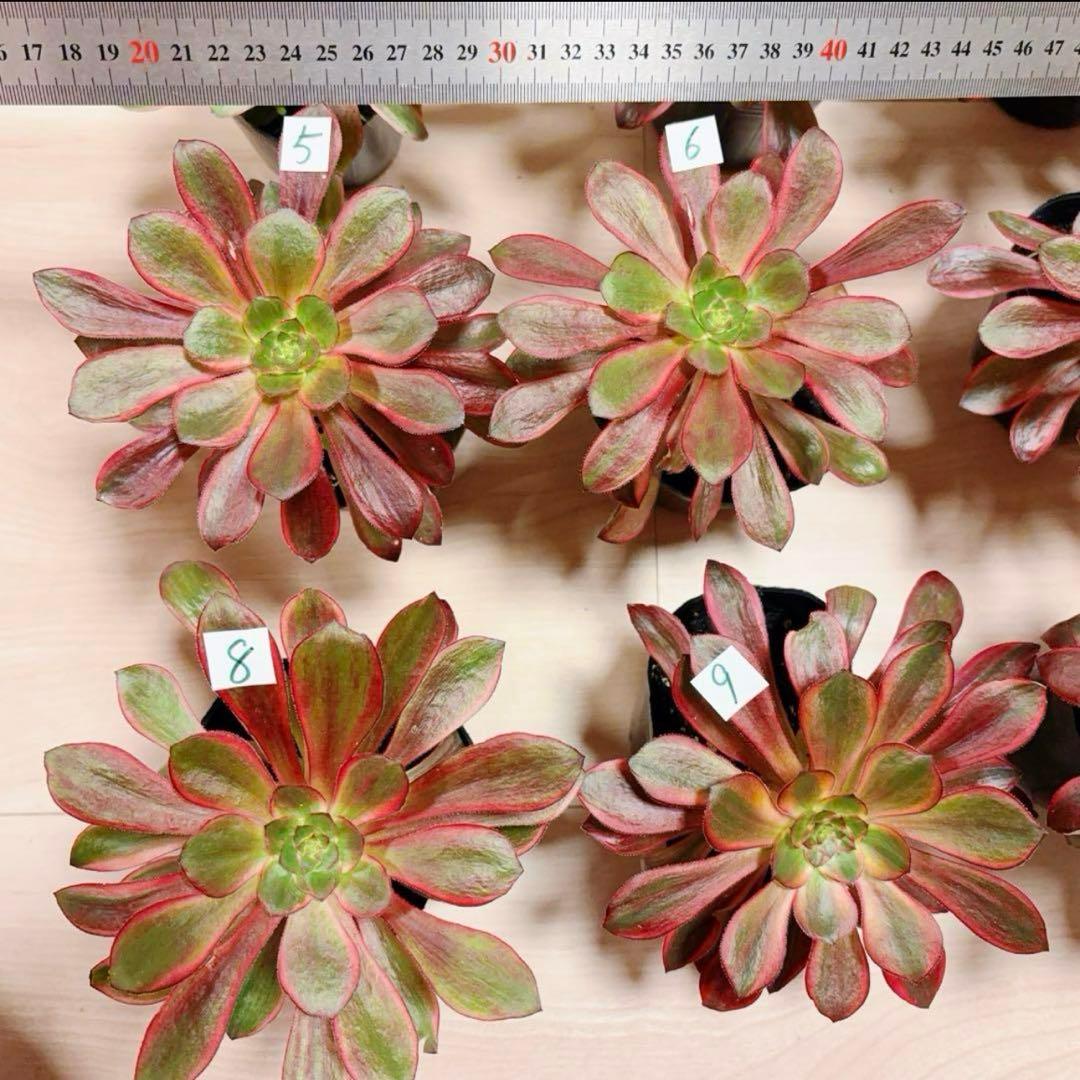 多肉植物アエオニウム錦❤️ ブードゥー糸引き錦 ❤️1大頭14-16cm拔き苗