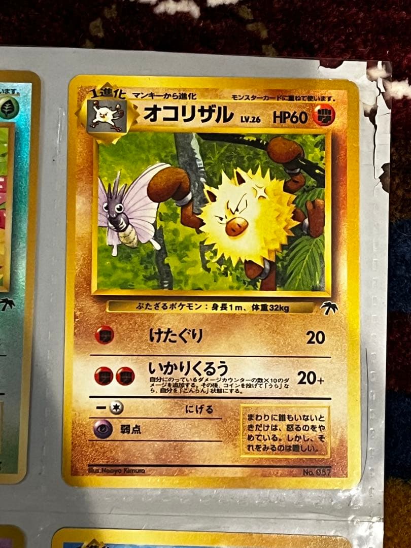 【旧裏】サザンアイランド　トロピカルアイランド　ファイルセット開封品　ポケモン