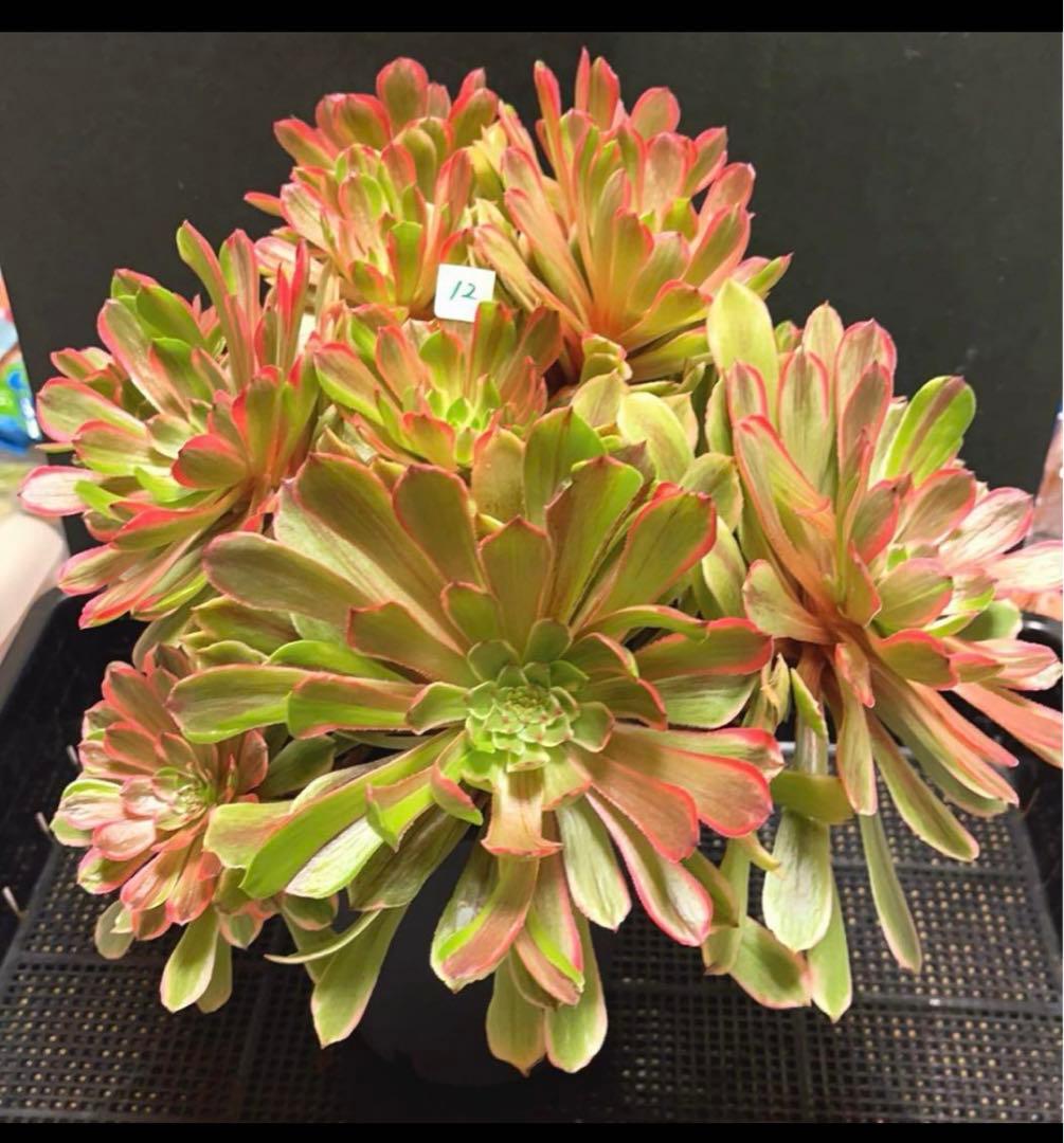 12#多肉植物アエオニウム錦❤️花顏ピンクディジー❤️22頭33cm 拔き苗