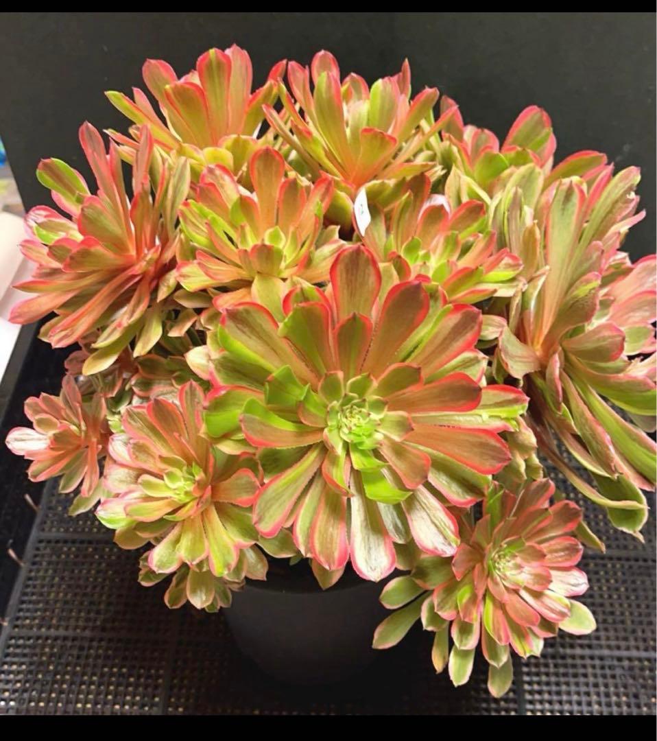 12#多肉植物アエオニウム錦❤️花顏ピンクディジー❤️22頭33cm 拔き苗
