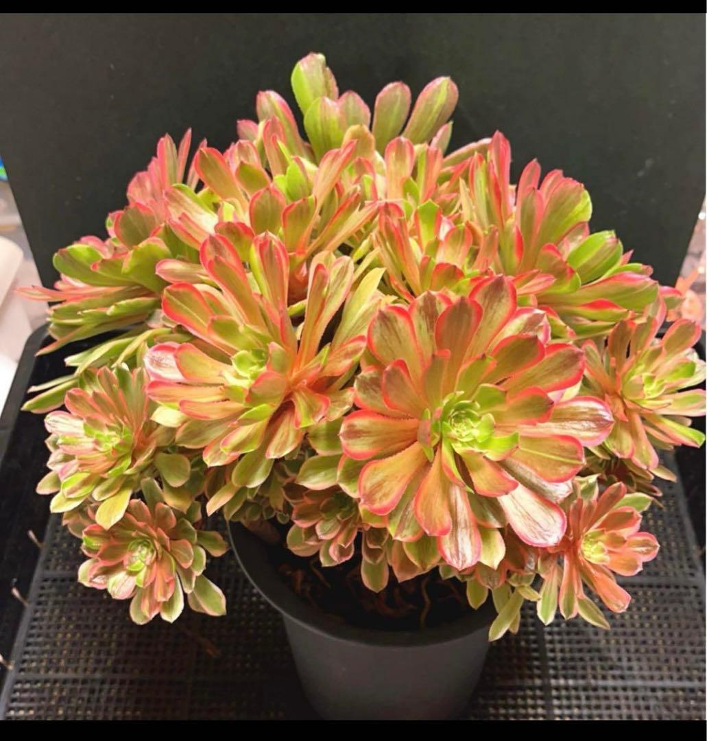 12#多肉植物アエオニウム錦❤️花顏ピンクディジー❤️22頭33cm 拔き苗