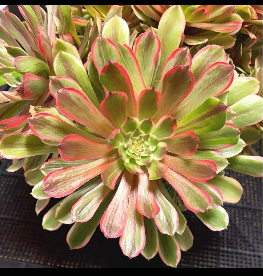 12#多肉植物アエオニウム錦❤️花顏ピンクディジー❤️22頭33cm 拔き苗