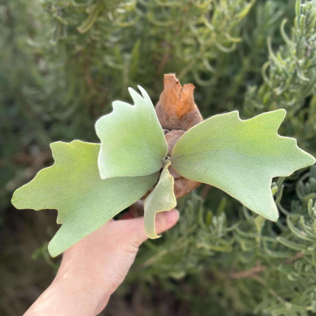 ビカクシダ P.willinckii Pearl Queen Spore 09