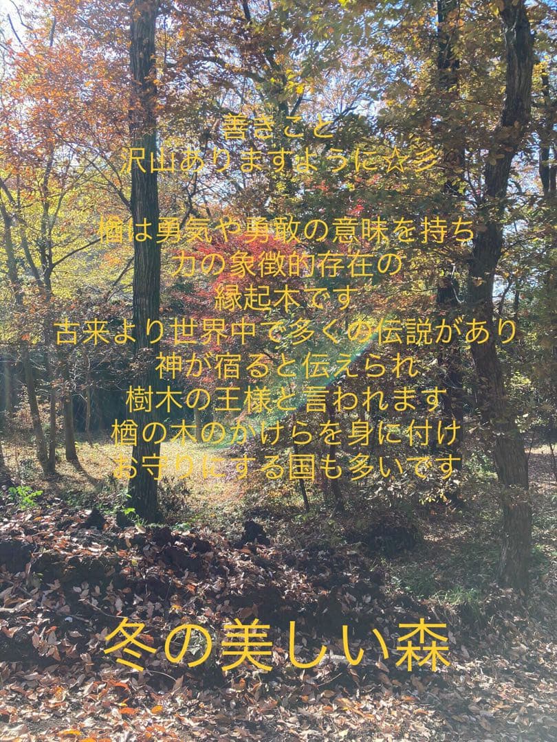 天然楢の木＊根本部分【森の王様の切り株テーブル】テーブル＊ちゃぶ台＊インテリア台