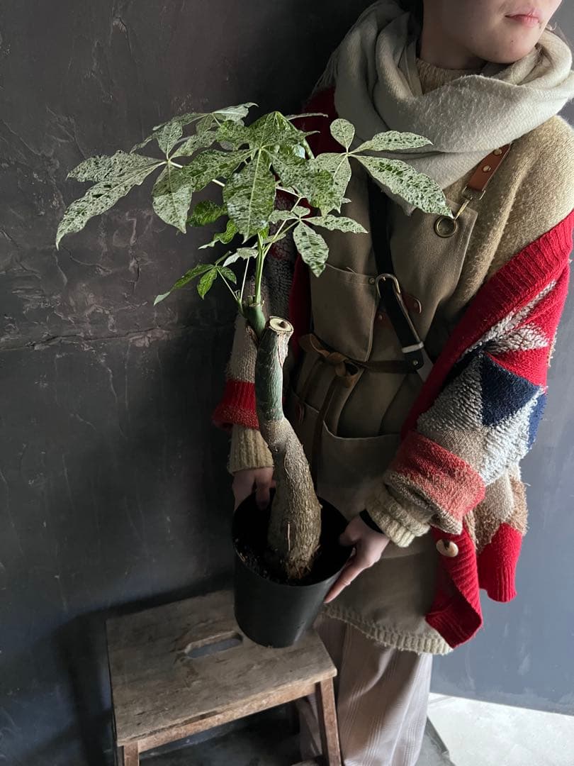 T*T様 斑入り パキラ ミルキーウェイ 深ポリ6号｜観葉植物 インテリアグリー