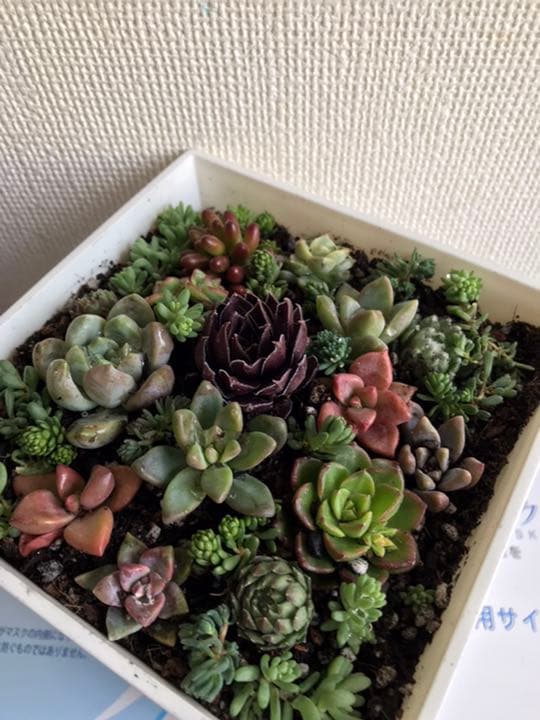 marukoです　　　多肉植物 カット苗