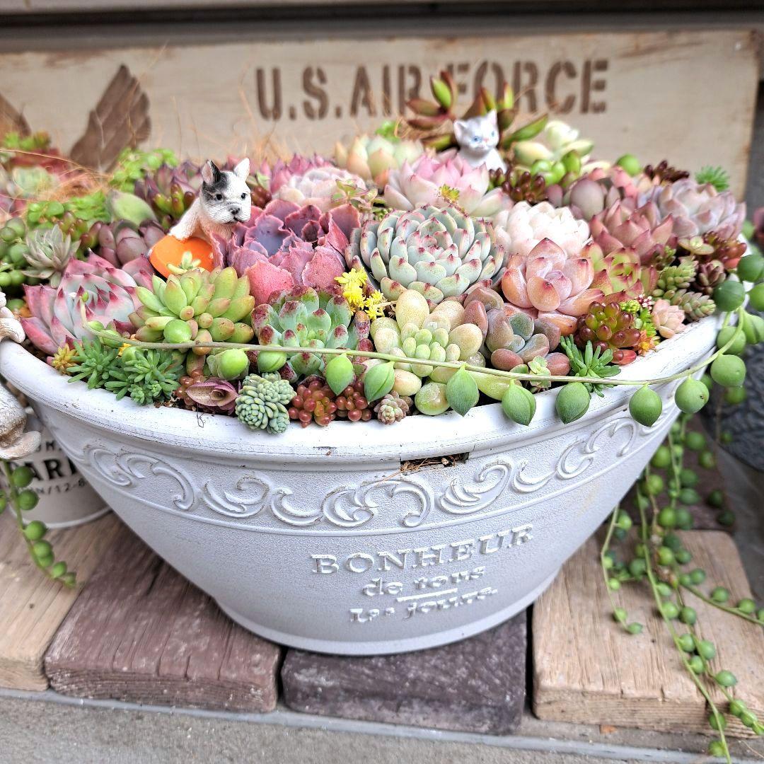 ❤豪華バージョン❤多肉植物寄せ植え　わんちゃんねこちゃん