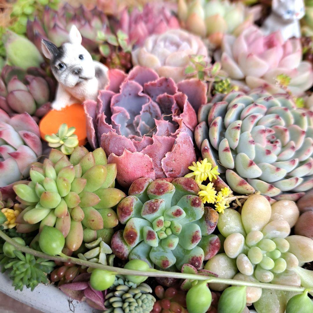 ❤豪華バージョン❤多肉植物寄せ植え　わんちゃんねこちゃん