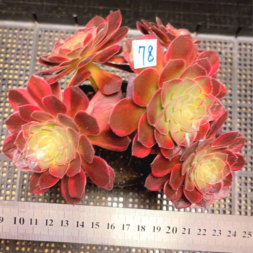 78#多肉植物アエオニウム錦❤️ ハロウィンイエロー錦❤️5頭17cm 鉢土付き出荷