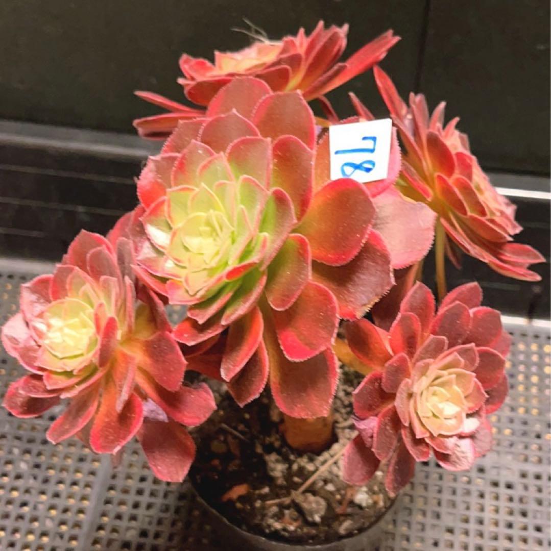 78#多肉植物アエオニウム錦❤️ ハロウィンイエロー錦❤️5頭17cm 鉢土付き出荷
