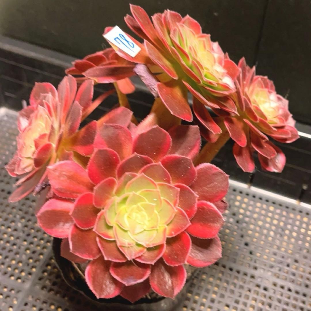 78#多肉植物アエオニウム錦❤️ ハロウィンイエロー錦❤️5頭17cm 鉢土付き出荷