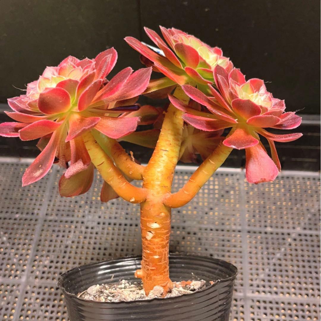 78#多肉植物アエオニウム錦❤️ ハロウィンイエロー錦❤️5頭17cm 鉢土付き出荷
