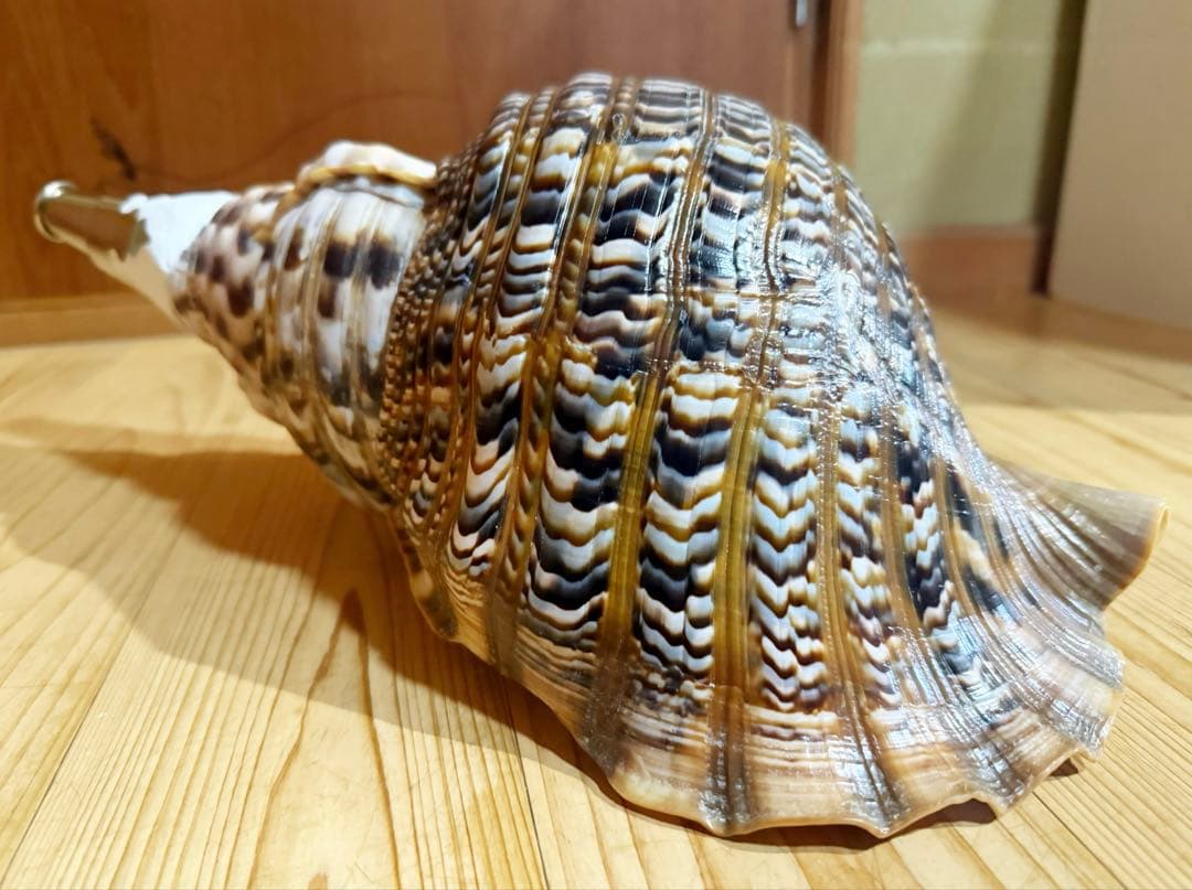 特大修験道法螺貝44㎝　山伏　密教　魔除け　熊よけ❣️ホラガイ　ほら貝