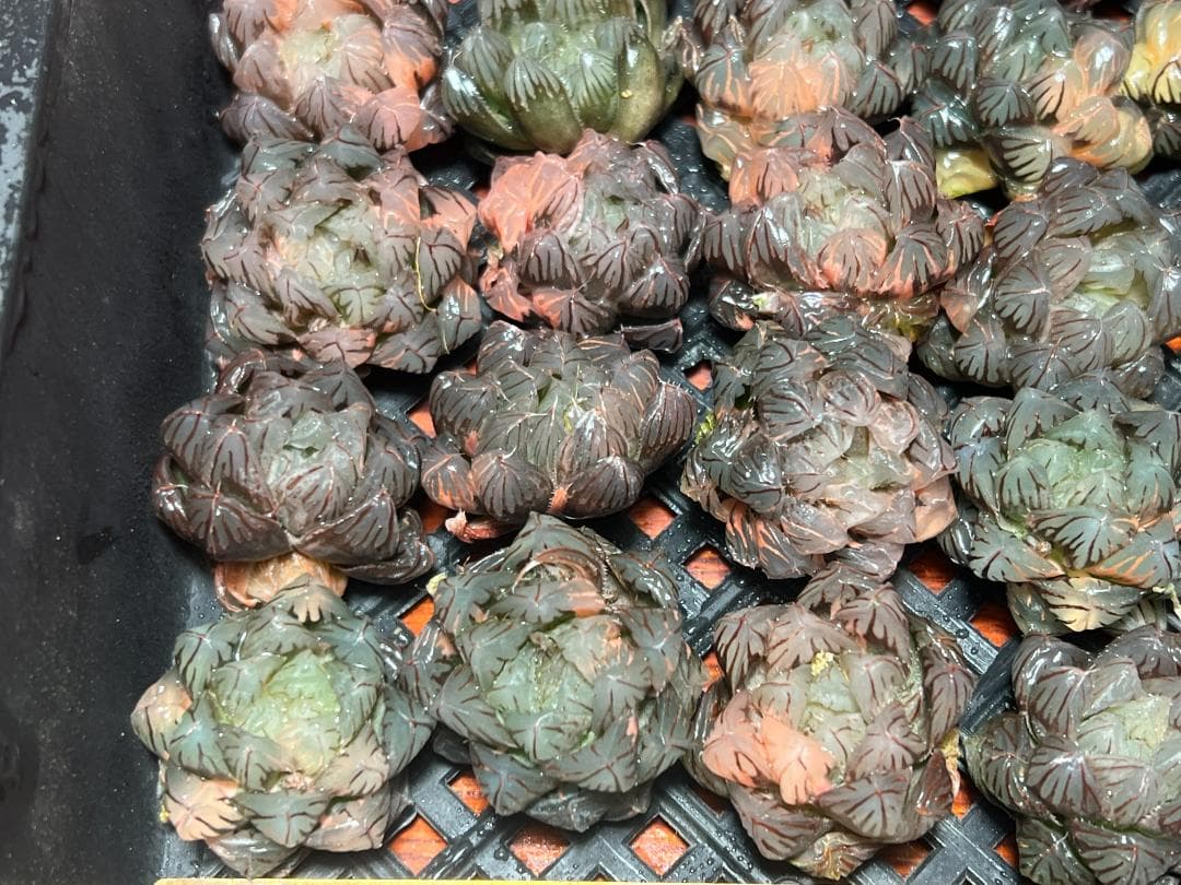 エ*カ様 1 多肉植物 ハオルチア　オブツーサ錦 水中月錦 糊斑 超美品 25株