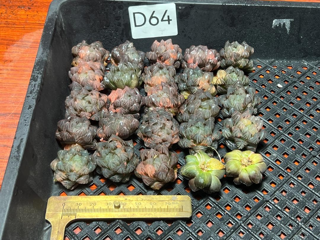エ*カ様 1 多肉植物 ハオルチア　オブツーサ錦 水中月錦 糊斑 超美品 25株