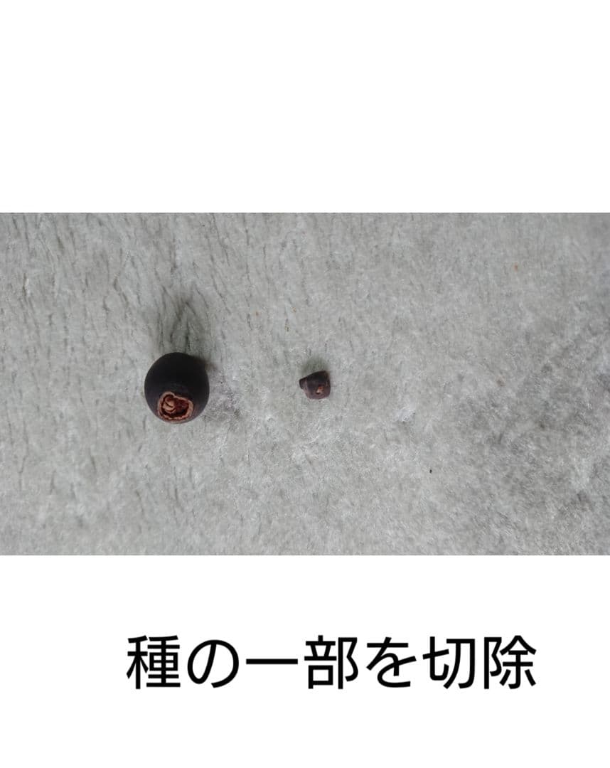 ♫ハスの育て方♫