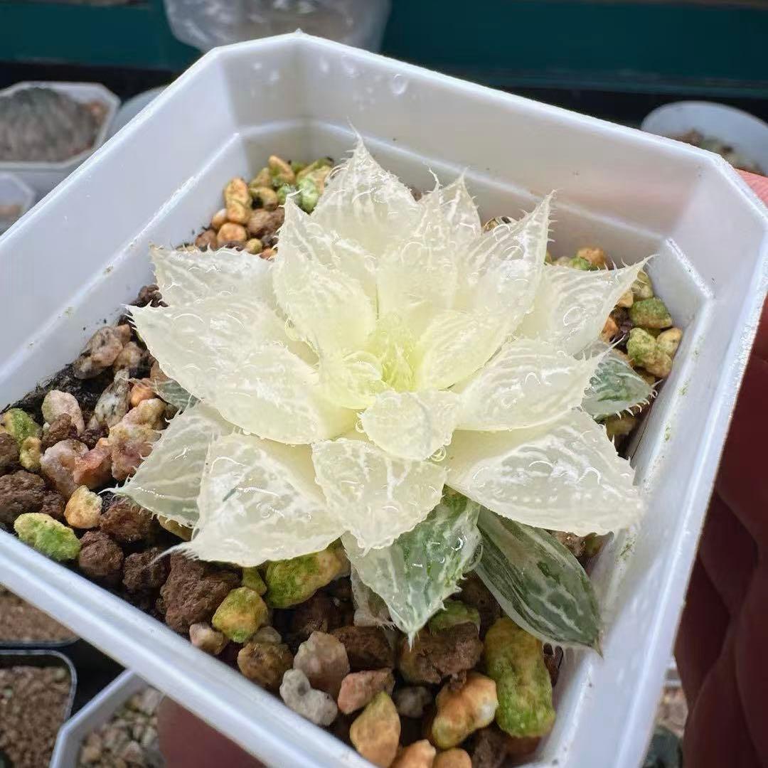 O*Z様 多肉植物　ハオルチア　宝蓮燈オブツーサ錦　親株　糊斑　透明窓