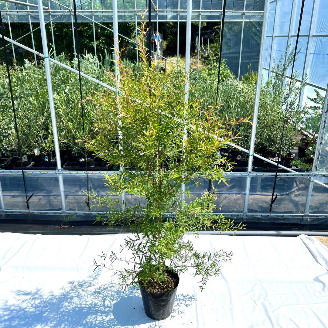 【数量限定‼️高さ140㎝前後❗️】レモンティーツリー　ティーツリー 苗