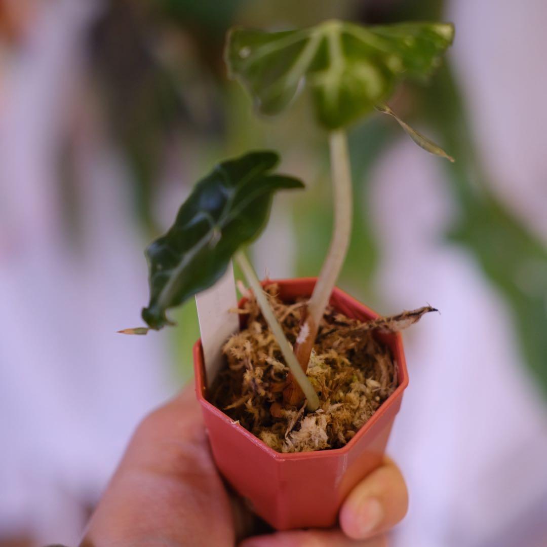 Alocasia ‘Venom’ │ アロカシア・ヴェノム │ 観葉植物