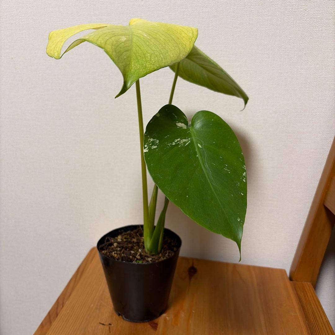 ＊モンステラ　ホワイトモンスター(天津蘭) 4号＊