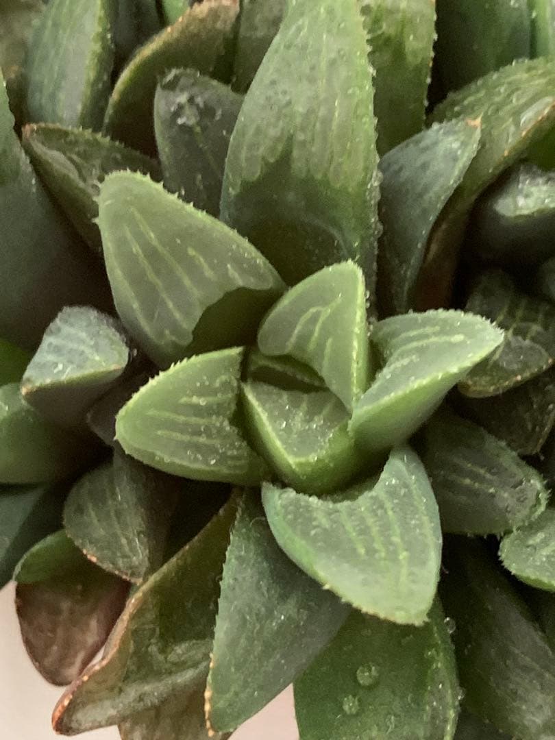 ❣️厳選❣️多肉植物❣️ハオルチア❣️ムチカ❣️群生株❣️鉢ごと❣️