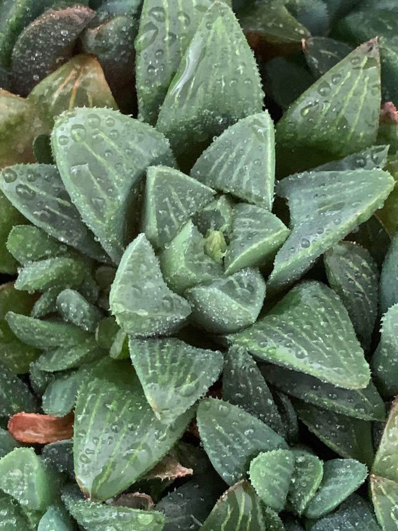 ❣️厳選❣️多肉植物❣️ハオルチア❣️ムチカ❣️群生株❣️鉢ごと❣️