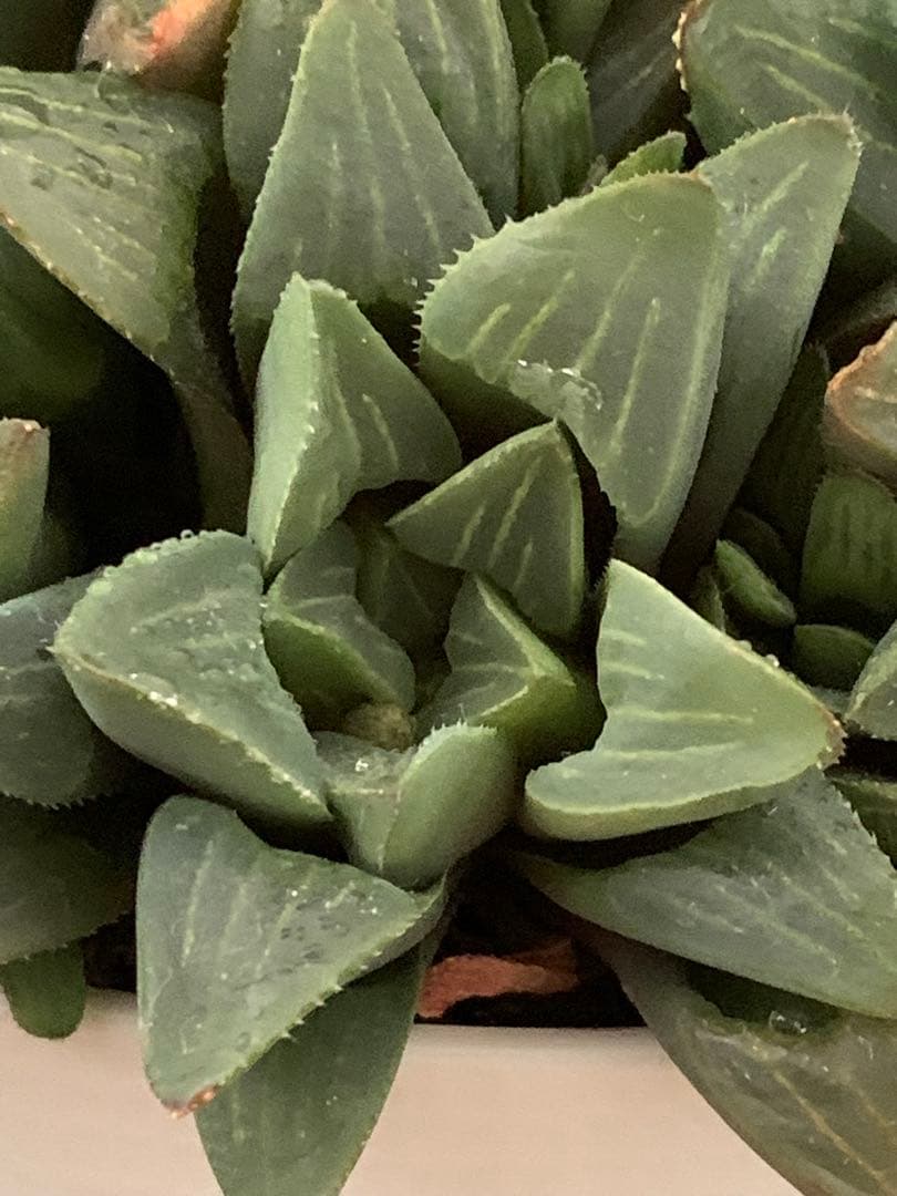 ❣️厳選❣️多肉植物❣️ハオルチア❣️ムチカ❣️群生株❣️鉢ごと❣️