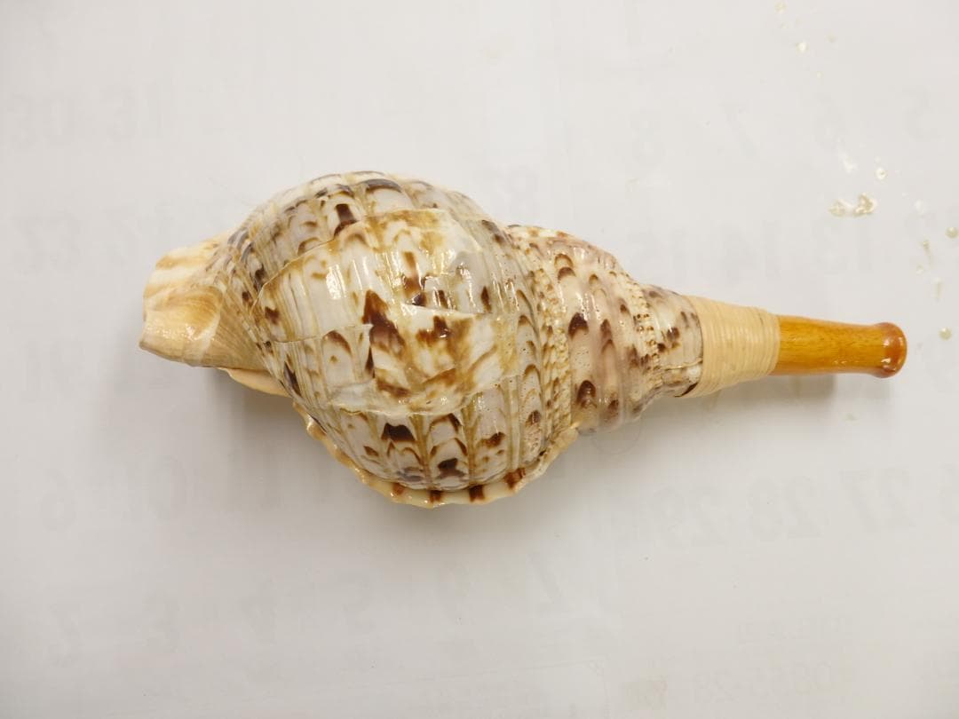 法螺貝 約36.5㎝ 木製歌口,新品 MH-461