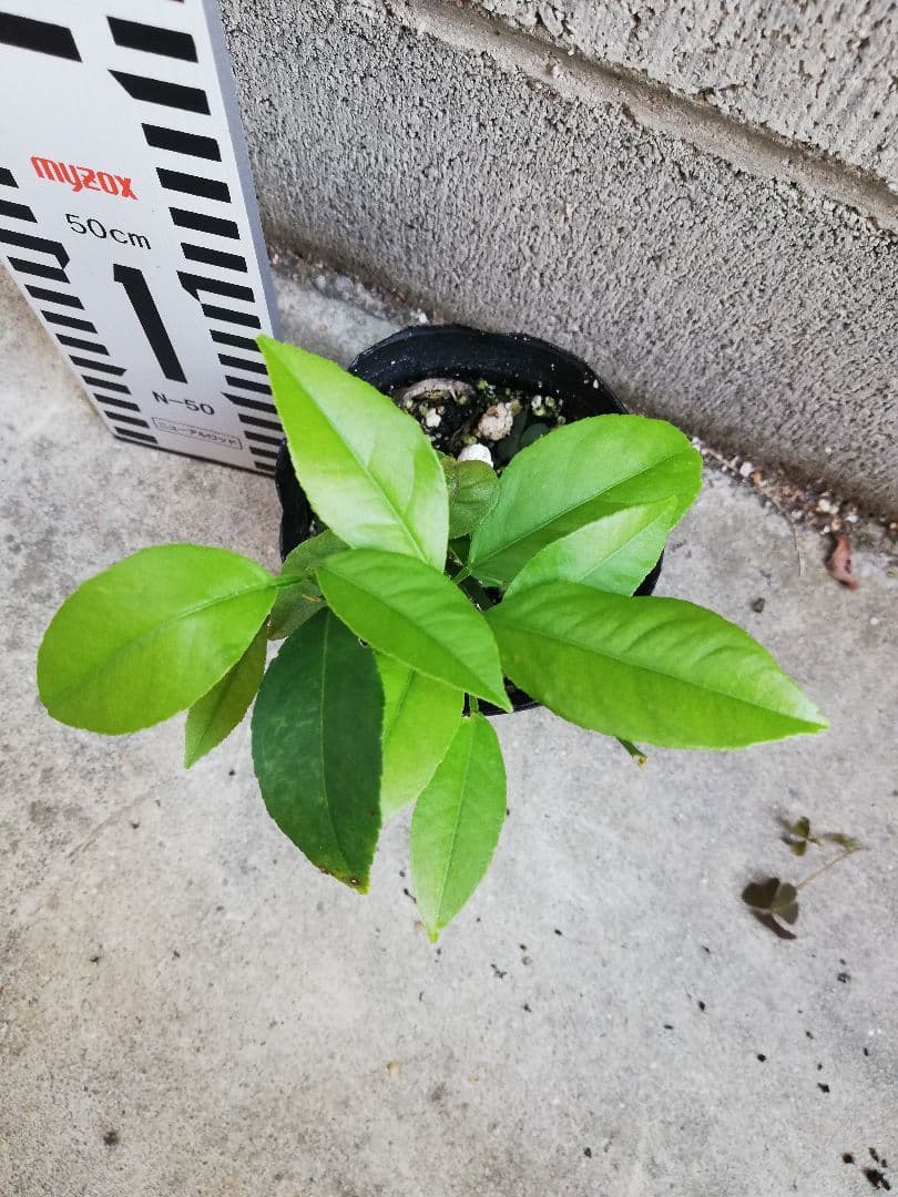 挿し木苗　サイパンレモン　挿木