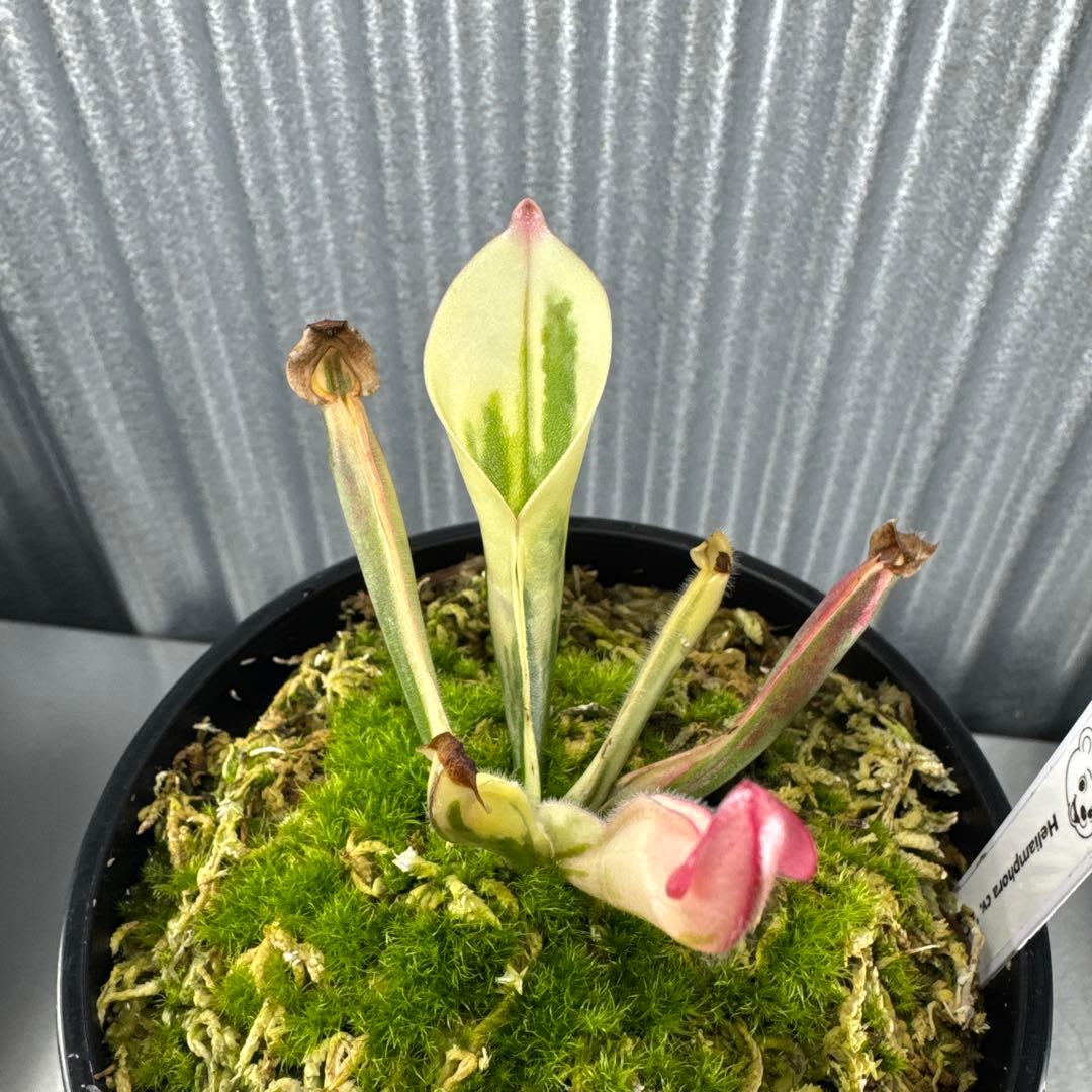その他観葉植物 Heliamphora cv. 'BCP Flamingo'