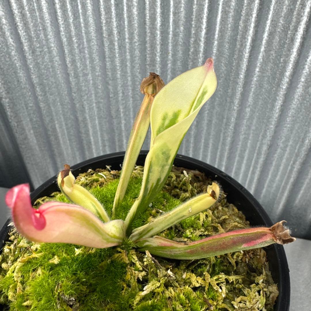 その他観葉植物 Heliamphora cv. 'BCP Flamingo'