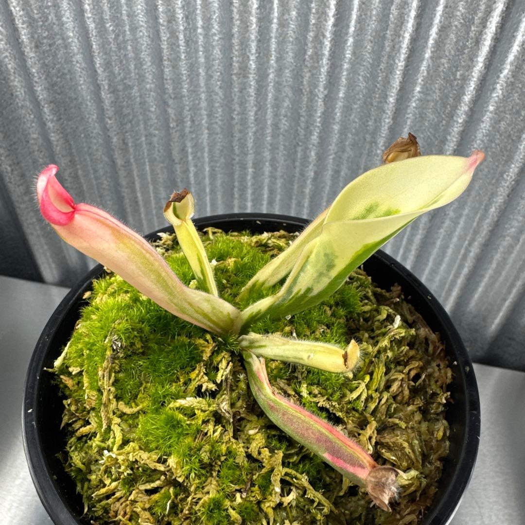 その他観葉植物 Heliamphora cv. 'BCP Flamingo'