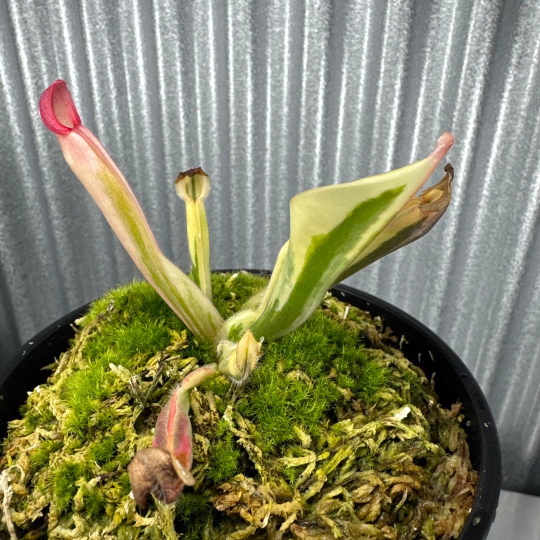 その他観葉植物 Heliamphora cv. 'BCP Flamingo'