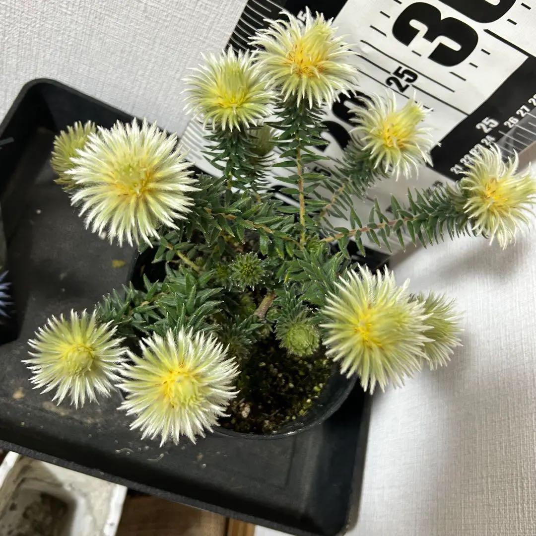フィリカプベッセンスワフトフェザー　2
