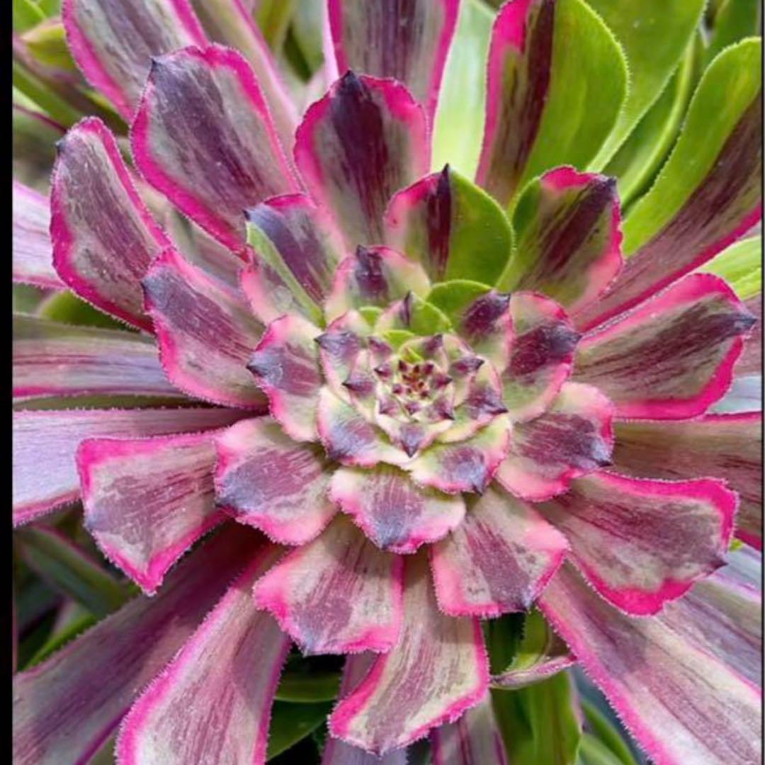 11 #多肉植物アエオニウム錦❤️花顏ピンクディジー❤️9大頭26cm