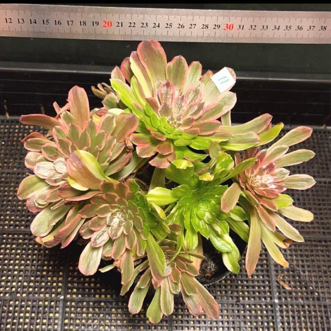 11 #多肉植物アエオニウム錦❤️花顏ピンクディジー❤️9大頭26cm